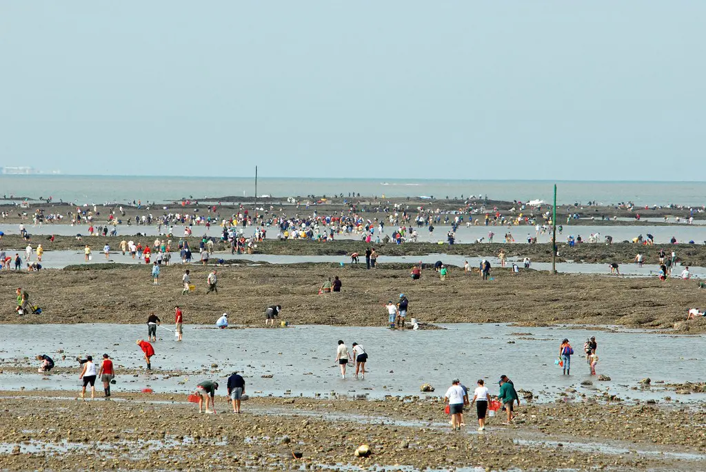 decouvrir-peche-a-pied